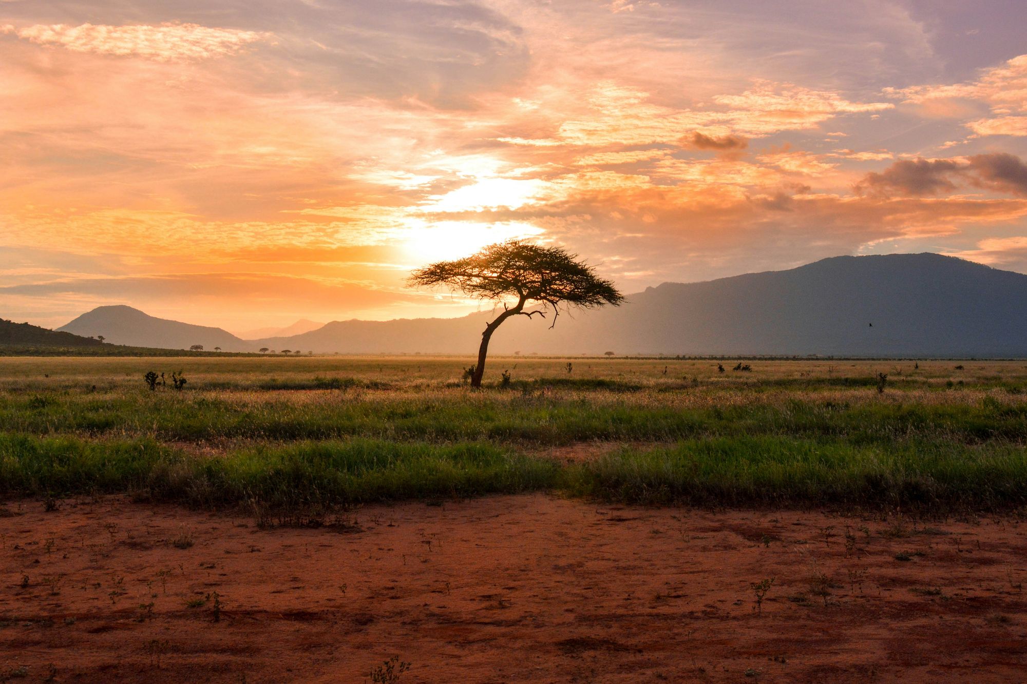 A lone acacia tree on the African plains at sunset